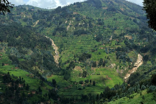 Vidéki Ruanda Erodált Domboldalakkal Felújított Teraszos Mezőkkel Faültetvényekkel Talajromlás Leküzdésére — Stock Fotó