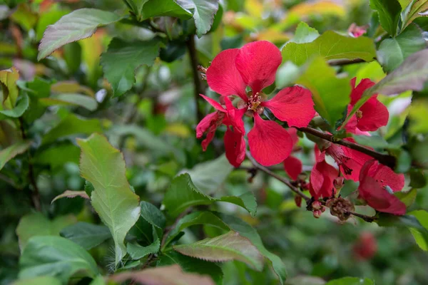 Kırmızı Ayva Çiçeğinin Yakın Plan Çekimi — Stok fotoğraf