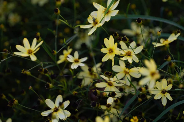 Detailní Záběr Žlutých Divokých Květin Poli — Stock fotografie