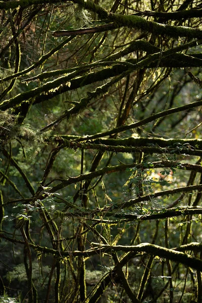 Tiro Vertical Brunches Árvore Durante Dia — Fotografia de Stock