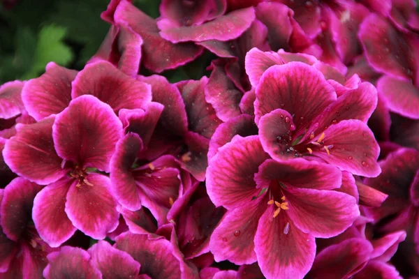 Ένα Κοντινό Πλάνο Ανθισμένα Ροζ Λουλούδια Γερανίου — Φωτογραφία Αρχείου