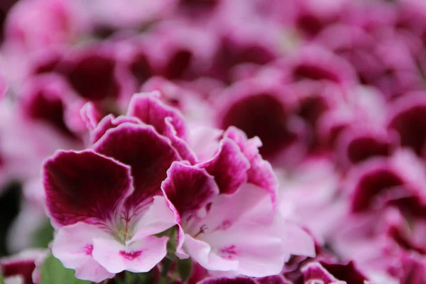 Detailní Záběr Kvetoucí Růžové Bílé Muškát Květiny — Stock fotografie