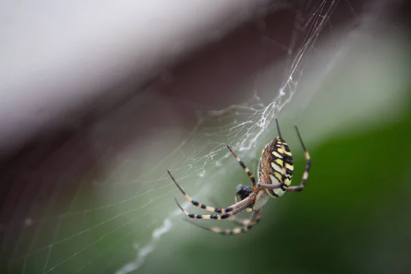 Closeup Shot Argiope Bruennichi Spider Web Forest Green Background — 图库照片