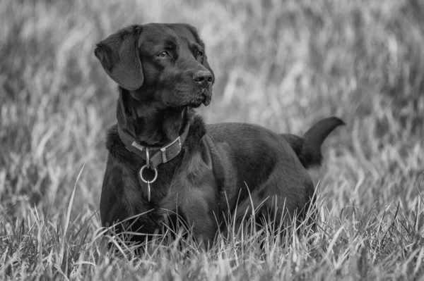 Grayscale Shot Black Labrador Retriever Grass — Stock Photo, Image
