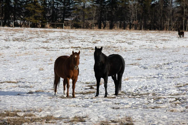 Par Caballos Campo Cubierto Nieve —  Fotos de Stock