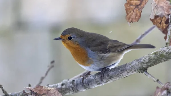 Rotkehlchen Einem Eiskalten Tag Winter — Stockfoto