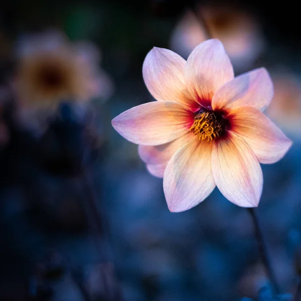 Μια Επιλεκτική Εστίαση Ενός Όμορφου Λουλουδιού Ντάλια Που Ανθίζει Στον — Φωτογραφία Αρχείου