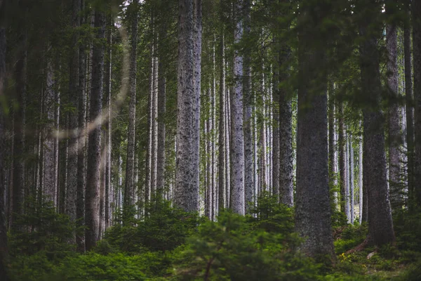 Slovenya Nın Triglav Kentindeki Sık Ormanlardaki Eski Yüksek Ağaçlar — Stok fotoğraf