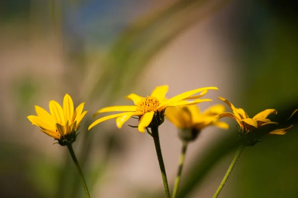 在花园里生长着一帧美丽的黄色海莲花的特写 — 图库照片