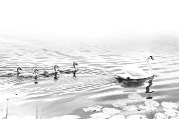 グレースケールで池に泳いでいる赤ん坊を持つ母親の白鳥 — ストック写真