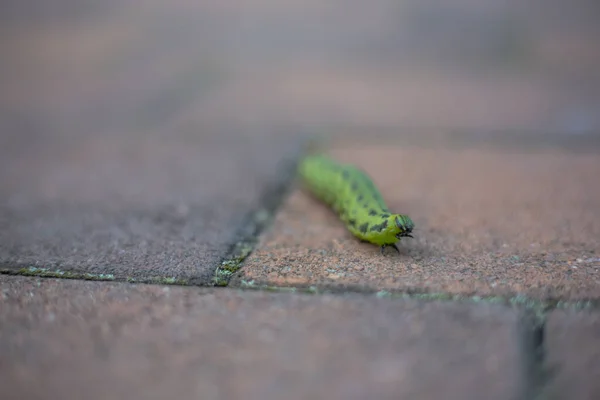 Caddedeki Fayanslı Taş Zeminde Yeşil Bir Tırtılın Yakın Çekimi — Stok fotoğraf