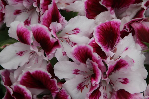 Closeup Shot Blooming Pink White Geranium Flowers — Stock Photo, Image