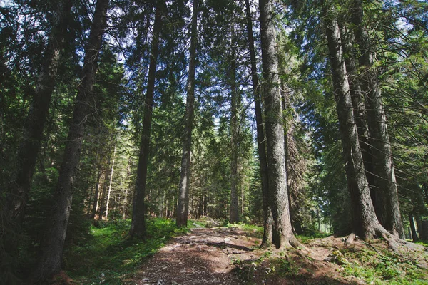 Filari Alberi Secolari Nella Fitta Foresta Una Giornata Sole Nel — Foto Stock