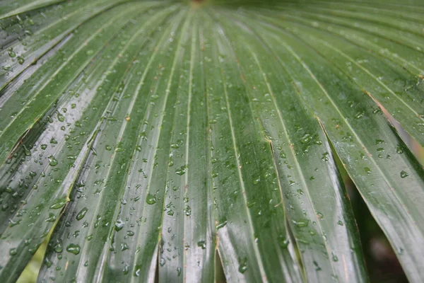 Een Close Shot Van Groene Palmbladeren Met Regendruppels — Stockfoto