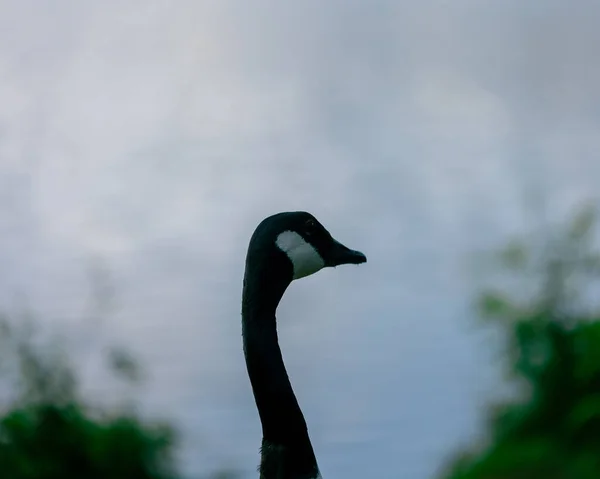 Tiro Close Uma Cabeça Pescoço Ganso Canadense Preto Fundo Lago — Fotografia de Stock