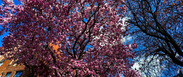 Bela Cereja Floresce Ramos Primavera Japão — Fotografia de Stock