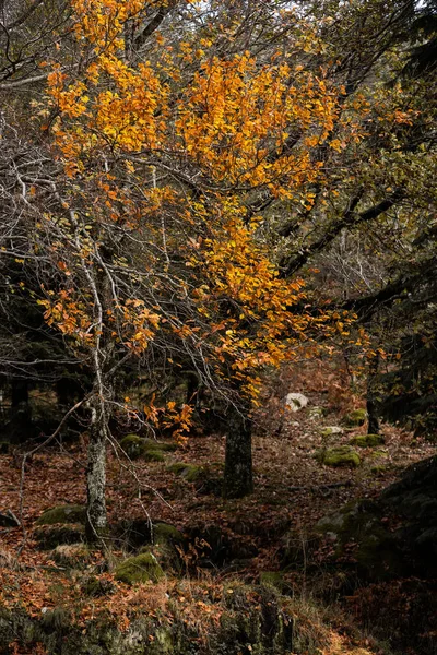 Вертикальний Виріб Дерева Восени Національному Парку Пенеда Герес — стокове фото