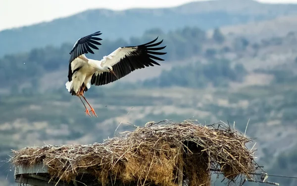 Stork Captured Flight — Stock Photo, Image