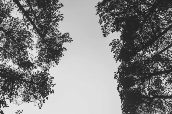 Nízký Úhel Záběru Vysokých Stromů Lese Zimě — Stock fotografie