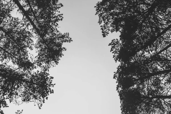 Een Lage Hoek Opname Van Hoge Bomen Het Bos Winter — Stockfoto