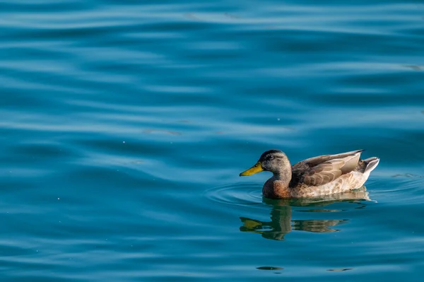 Ein Schöner Blick Auf Eine Ente Die See Schwimmt — Stockfoto