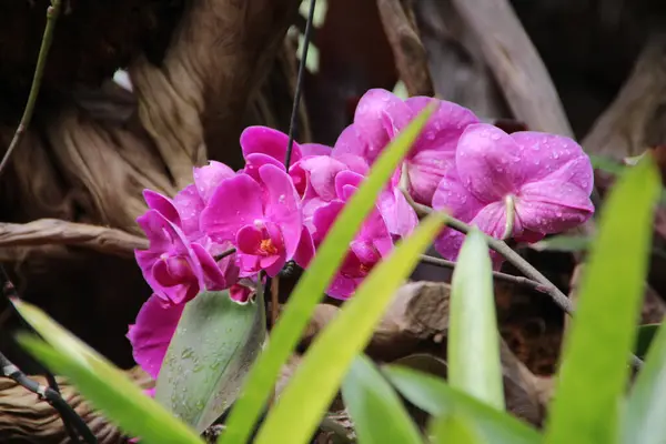 一朵绽放的粉色兰花的特写镜头 — 图库照片