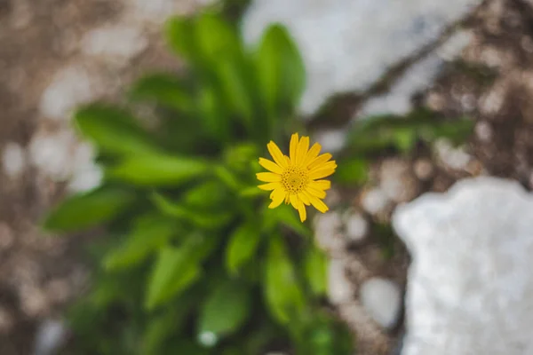 Bahçede Yetişen Güzel Sarı Bir Helianthus Tüberosus Çiçeği Manzarası — Stok fotoğraf