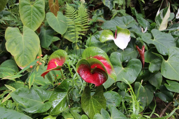 Blühende Rot Grüne Laceleaf Blume Mit Regentropfen — Stockfoto