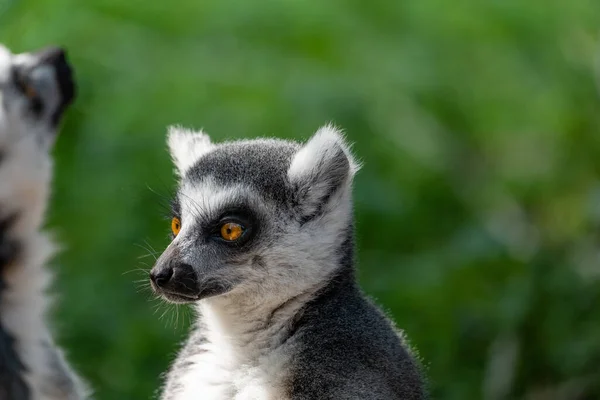 Closeup Shot Cute Grey Lemur — Stock Photo, Image