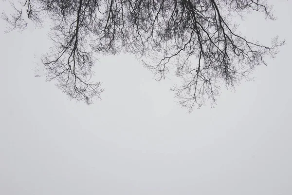 Niski Kąt Ujęcia Gołych Gałęzi Drzewa Lesie Zimie — Zdjęcie stockowe