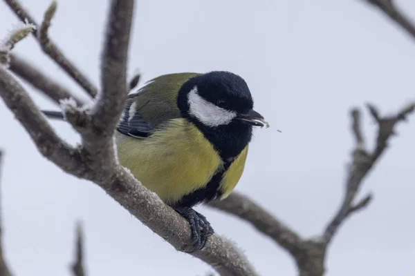 Grande Tit Procurando Comida Neve — Fotografia de Stock