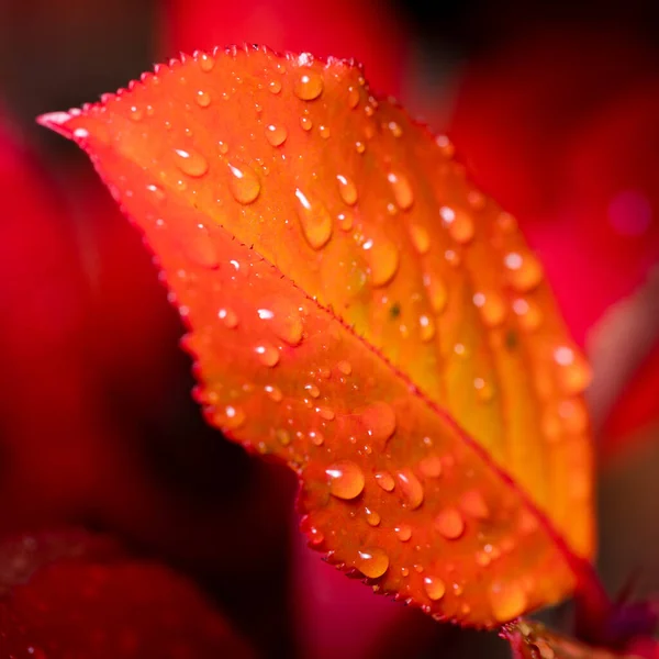 Selective Focus Red Leaf Raindrops — Stock Photo, Image