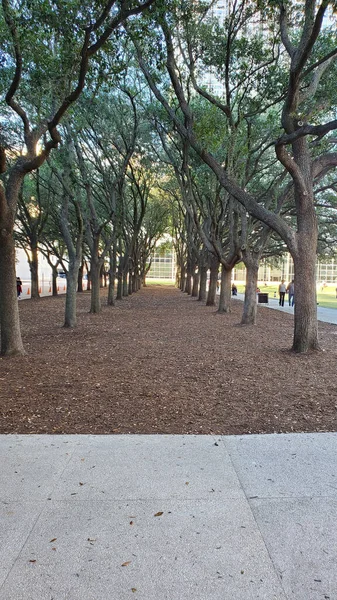 Colpo Verticale Parco Con Alberi Che Crescono File — Foto Stock