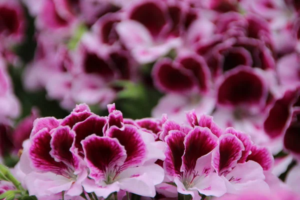Eine Nahaufnahme Blühender Rosa Geranienblüten — Stockfoto