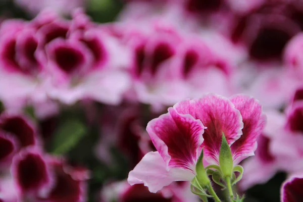 ピンクのゼラニウムの花のクローズアップショット — ストック写真