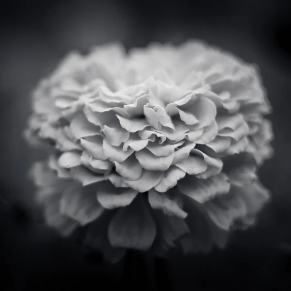 Ein Selektiver Fokus Einer Blühenden Wunderschönen Chrysanthemen Kugelblume Auf Einer — Stockfoto