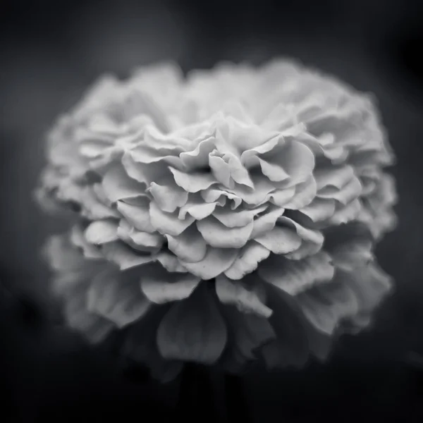 Enfoque Selectivo Una Hermosa Flor Globular Crisantemo Una Escala Grises —  Fotos de Stock