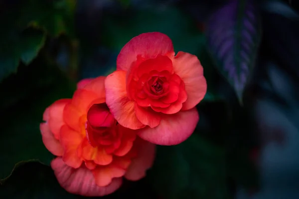 Closeup Shot Red Elatior Begonias Garden — Stockfoto