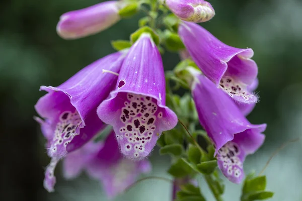 Close Belas Flores Roxas Foxgloves Jardim Sob Luz Sol — Fotografia de Stock