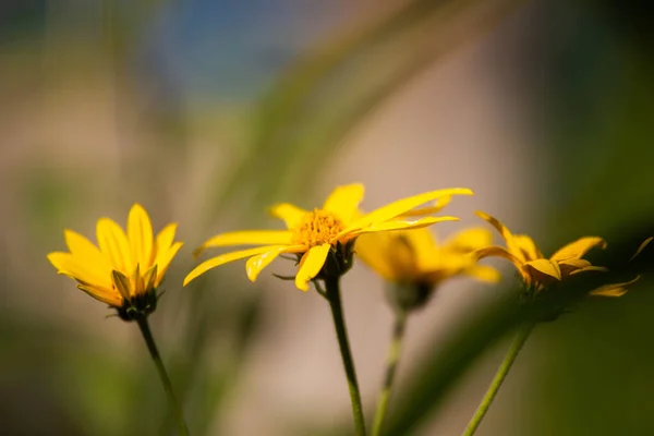 Primer Plano Hermosas Flores Amarillas Helianthus Tuberosus Que Crecen Jardín —  Fotos de Stock