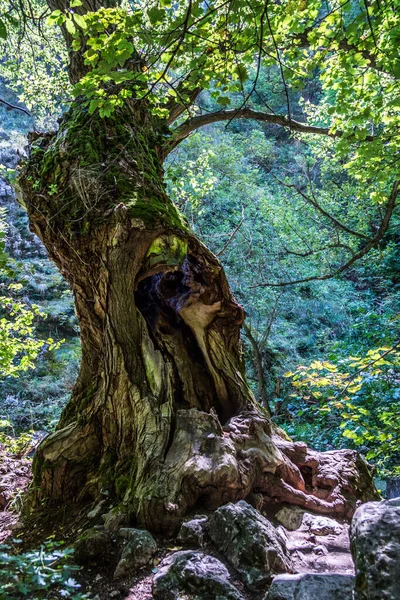 Vertical Shot Old Massive Tree Forest Beautiful Greenery Background — Stock Photo, Image