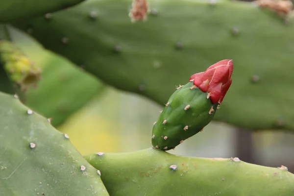 Egy Közeli Felvétel Egy Tüskés Körtés Kaktuszrügyről — Stock Fotó