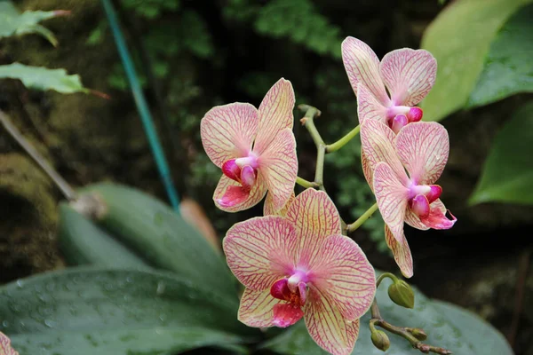 Gros Plan Orchidées Mouchetées Fleurs — Photo