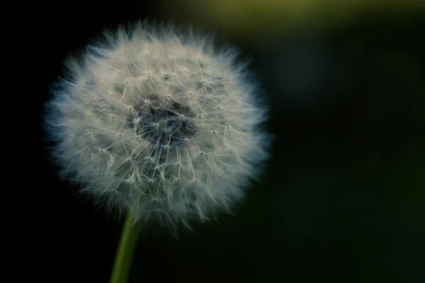 Enfoque Selectivo Una Flor Diente León Flor Sobre Fondo Oscuro —  Fotos de Stock