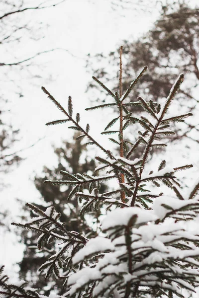 Eine Nahaufnahme Von Tannenzweigen Auf Verschwommenem Hintergrund Winterwald — Stockfoto