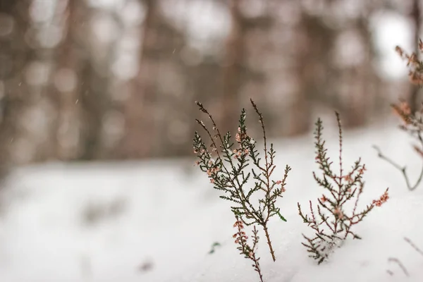 Ένα Κοντινό Πλάνο Ενός Παγωμένου Φυτού Στο Δάσος Χειμώνα — Φωτογραφία Αρχείου