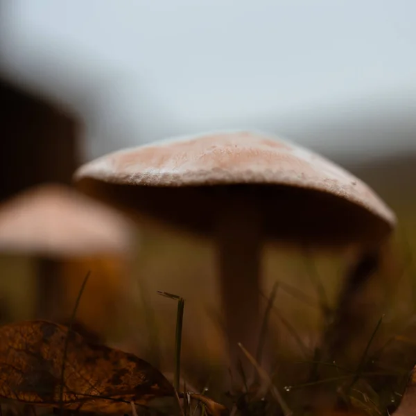 Foco Selectivo Hongo Creciendo Bosque — Foto de Stock