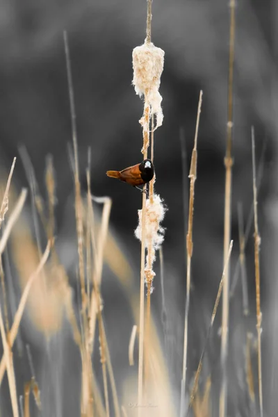 Egy Függőleges Lövés Egy Pillangóról Amint Egy Szívószálon — Stock Fotó