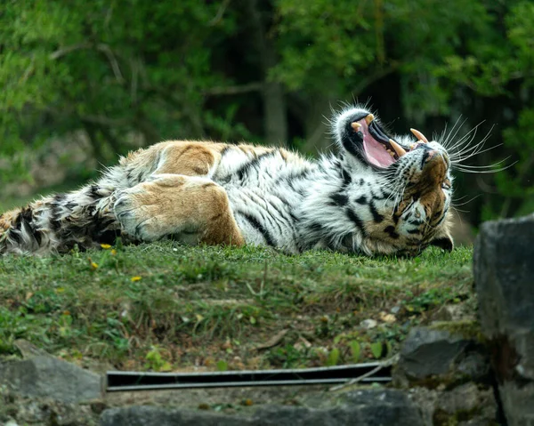 Eine Nahaufnahme Des Tigers Der Auf Dem Rasen Liegt Und — Stockfoto