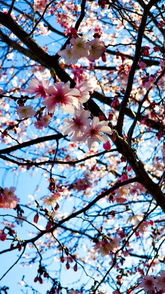 Gros Plan Vertical Des Belles Branches Fleurs Cerisier — Photo